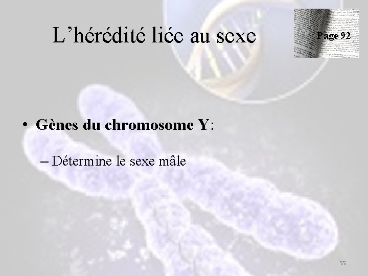 L’hérédité liée au sexe Page 92 • Gènes du chromosome Y: – Détermine le L’hérédité liée au sexe Page 92 • Gènes du chromosome Y: – Détermine le