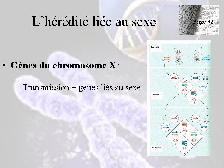 L’hérédité liée au sexe Page 92 • Gènes du chromosome X: – Transmission = L’hérédité liée au sexe Page 92 • Gènes du chromosome X: – Transmission =