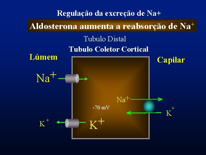 Regulação da excreção de Na+ Aldosterona aumenta a reabsorção de Na+ Lúmem Tubulo Distal