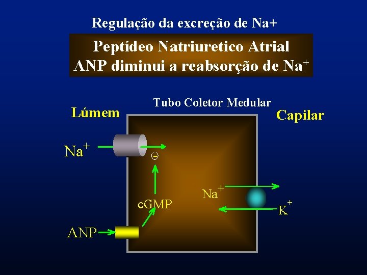 Regulação da excreção de Na+ Peptídeo Natriuretico Atrial ANP diminui a reabsorção de Na+