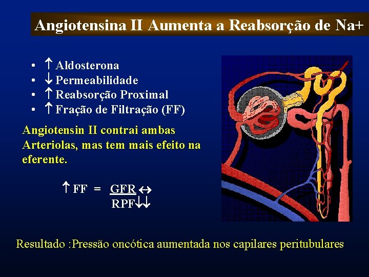 Angiotensina II Aumenta a Reabsorção de Na+ • • Aldosterona Permeabilidade Reabsorção Proximal Fração