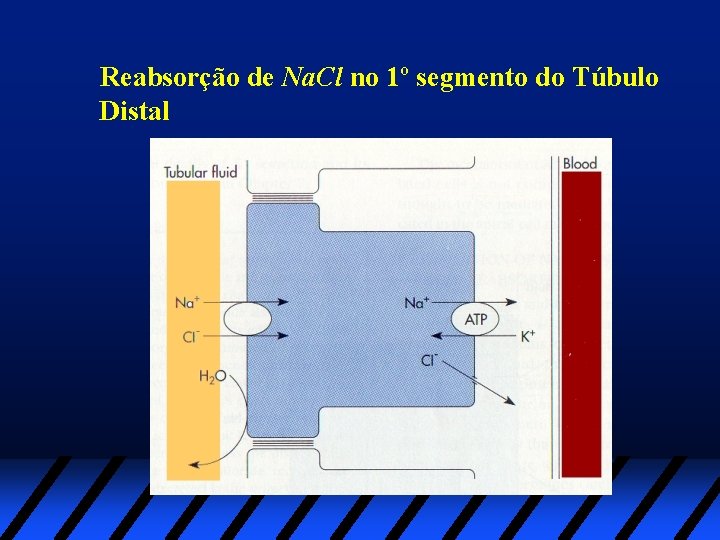 Reabsorção de Na. Cl no 1º segmento do Túbulo Distal 