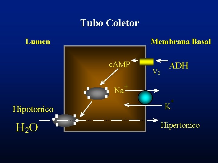 Tubo Coletor Lumen Membrana Basal c. AMP V 2 ADH Na+ Hipotonico H 2