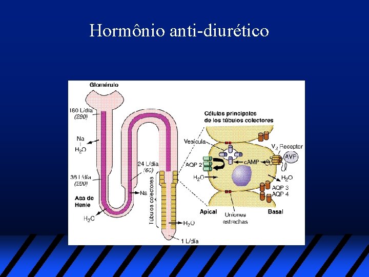 Hormônio anti-diurético 