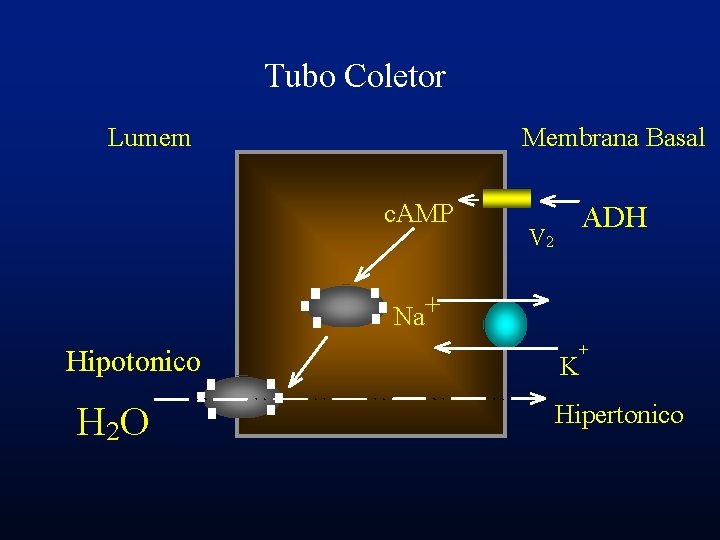 Tubo Coletor Lumem Membrana Basal c. AMP ADH V 2 Na+ Hipotonico H 2