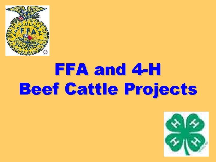 FFA and 4 -H Beef Cattle Projects 