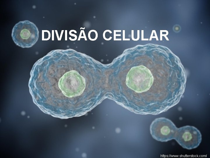 DIVISÃO CELULAR https: //www. shutterstock. com/ DIVISÃO CELULAR https: //www. shutterstock. com/