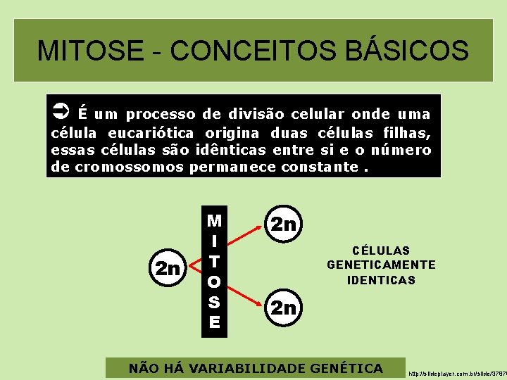 MITOSE - CONCEITOS BÁSICOS É um processo de divisão celular onde uma célula eucariótica MITOSE - CONCEITOS BÁSICOS É um processo de divisão celular onde uma célula eucariótica