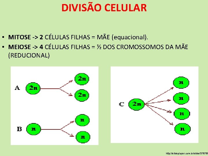 DIVISÃO CELULAR • MITOSE -> 2 CÉLULAS FILHAS = MÃE (equacional). • MEIOSE -> DIVISÃO CELULAR • MITOSE -> 2 CÉLULAS FILHAS = MÃE (equacional). • MEIOSE ->