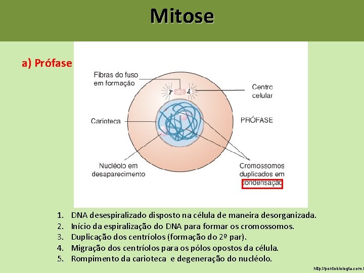 Mitose a) Prófase 1. 2. 3. 4. 5. DNA desespiralizado disposto na célula de Mitose a) Prófase 1. 2. 3. 4. 5. DNA desespiralizado disposto na célula de