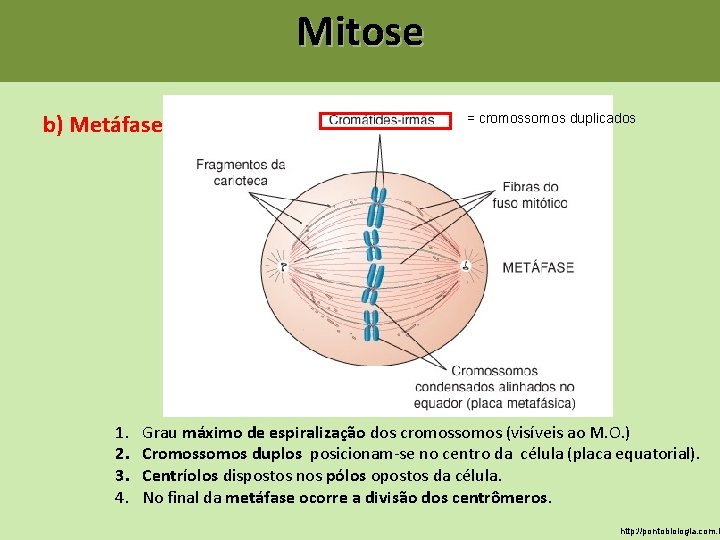 Mitose b) Metáfase 1. 2. 3. 4. = cromossomos duplicados Grau máximo de espiralização Mitose b) Metáfase 1. 2. 3. 4. = cromossomos duplicados Grau máximo de espiralização