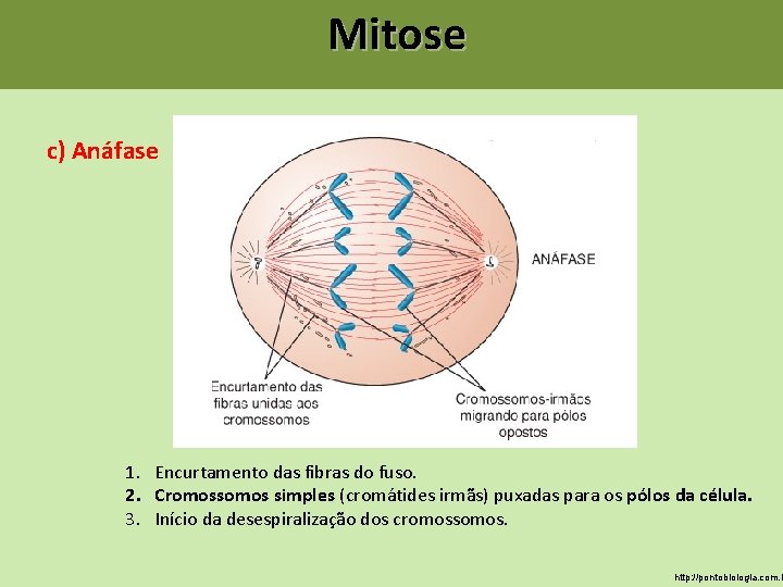Mitose c) Anáfase 1. Encurtamento das fibras do fuso. 2. Cromossomos simples (cromátides irmãs) Mitose c) Anáfase 1. Encurtamento das fibras do fuso. 2. Cromossomos simples (cromátides irmãs)