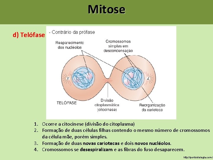 Mitose d) Telófase - Contrário da prófase 1. Ocorre a citocinese (divisão do citoplasma) Mitose d) Telófase - Contrário da prófase 1. Ocorre a citocinese (divisão do citoplasma)