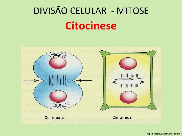 DIVISÃO CELULAR - MITOSE Citocinese http: //slideplayer. com. br/slide/37878 DIVISÃO CELULAR - MITOSE Citocinese http: //slideplayer. com. br/slide/37878