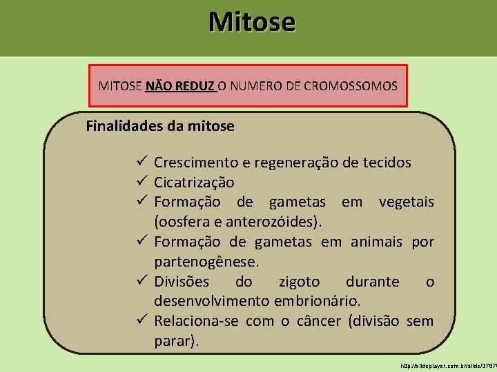 Mitose MITOSE NÃO REDUZ O NUMERO DE CROMOSSOMOS Finalidades da mitose ü Crescimento e Mitose MITOSE NÃO REDUZ O NUMERO DE CROMOSSOMOS Finalidades da mitose ü Crescimento e