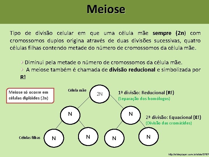 Meiose Tipo de divisão celular em que uma célula mãe sempre (2 n) com Meiose Tipo de divisão celular em que uma célula mãe sempre (2 n) com
