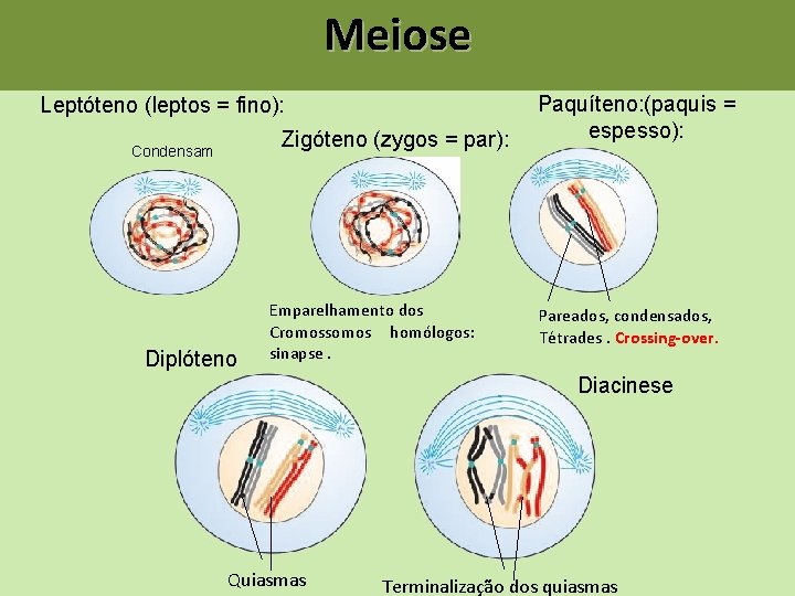 Meiose Leptóteno (leptos = fino): Zigóteno (zygos = par): Condensam Diplóteno Emparelhamento dos Cromossomos Meiose Leptóteno (leptos = fino): Zigóteno (zygos = par): Condensam Diplóteno Emparelhamento dos Cromossomos