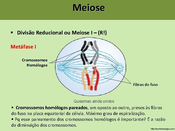 Meiose § Divisão Reducional ou Meiose I – (R!) Metáfase I Cromossomos Homólogos Fibras Meiose § Divisão Reducional ou Meiose I – (R!) Metáfase I Cromossomos Homólogos Fibras
