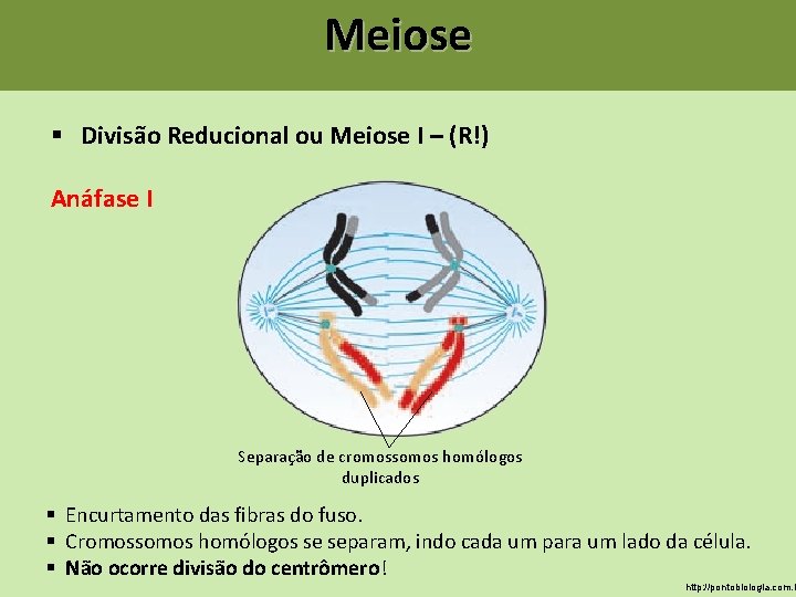 Meiose § Divisão Reducional ou Meiose I – (R!) Anáfase I Separação de cromossomos Meiose § Divisão Reducional ou Meiose I – (R!) Anáfase I Separação de cromossomos