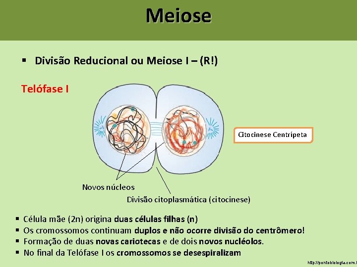 Meiose § Divisão Reducional ou Meiose I – (R!) Telófase I Citocinese Centrípeta Novos Meiose § Divisão Reducional ou Meiose I – (R!) Telófase I Citocinese Centrípeta Novos