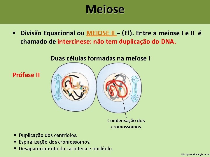 Meiose § Divisão Equacional ou MEIOSE II – (E!). Entre a meiose I e Meiose § Divisão Equacional ou MEIOSE II – (E!). Entre a meiose I e