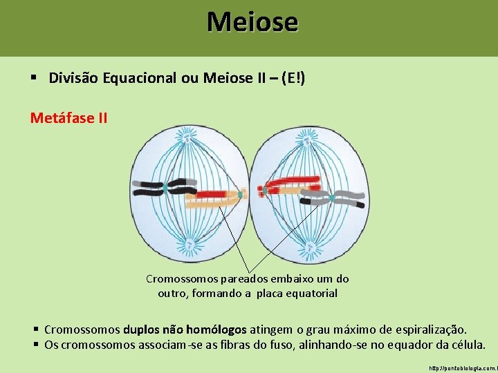 Meiose § Divisão Equacional ou Meiose II – (E!) Metáfase II Cromossomos pareados embaixo Meiose § Divisão Equacional ou Meiose II – (E!) Metáfase II Cromossomos pareados embaixo