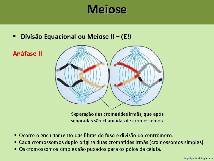 Meiose § Divisão Equacional ou Meiose II – (E!) Anáfase II Separação das cromátides Meiose § Divisão Equacional ou Meiose II – (E!) Anáfase II Separação das cromátides