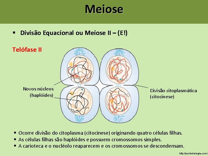 Meiose § Divisão Equacional ou Meiose II – (E!) Telófase II Novos núcleos (haplóides) Meiose § Divisão Equacional ou Meiose II – (E!) Telófase II Novos núcleos (haplóides)
