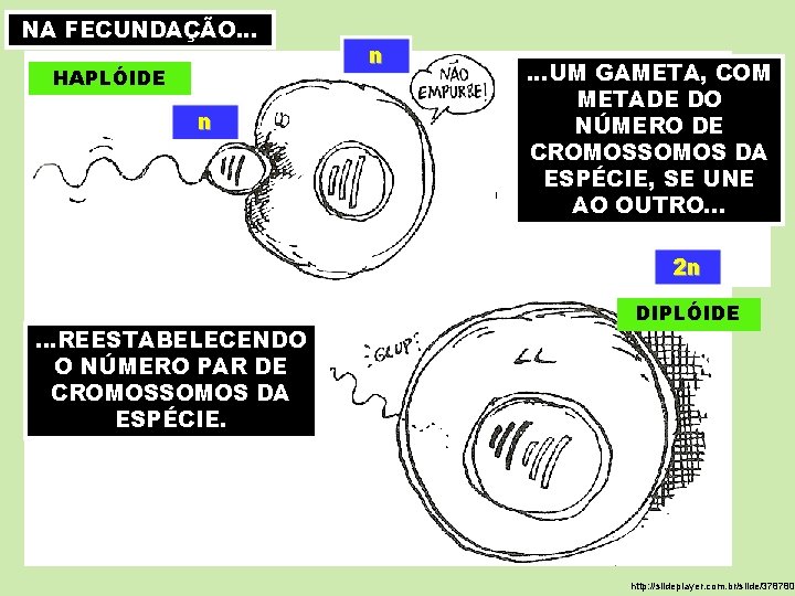 NA FECUNDAÇÃO. . . HAPLÓIDE n n . . . UM GAMETA, COM METADE NA FECUNDAÇÃO. . . HAPLÓIDE n n . . . UM GAMETA, COM METADE