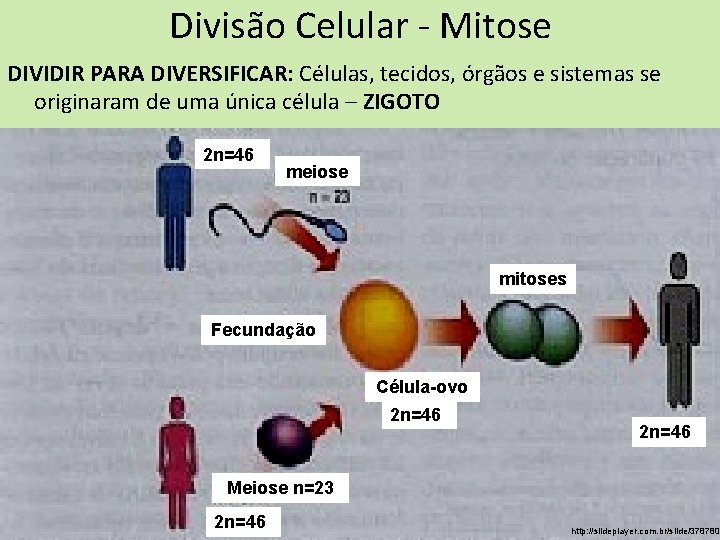 Divisão Celular - Mitose DIVIDIR PARA DIVERSIFICAR: Células, tecidos, órgãos e sistemas se originaram Divisão Celular - Mitose DIVIDIR PARA DIVERSIFICAR: Células, tecidos, órgãos e sistemas se originaram