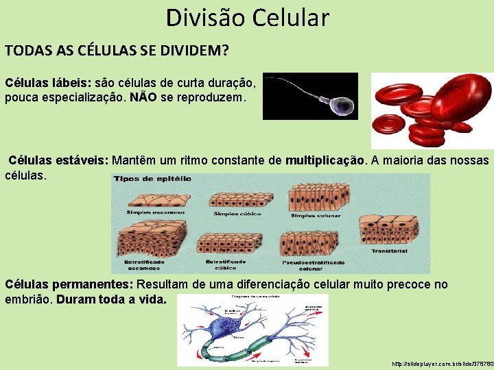 Divisão Celular TODAS AS CÉLULAS SE DIVIDEM? Células lábeis: são células de curta duração, Divisão Celular TODAS AS CÉLULAS SE DIVIDEM? Células lábeis: são células de curta duração,