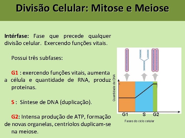 Divisão Celular: Mitose e Meiose Intérfase: Fase que precede qualquer divisão celular. Exercendo funções Divisão Celular: Mitose e Meiose Intérfase: Fase que precede qualquer divisão celular. Exercendo funções