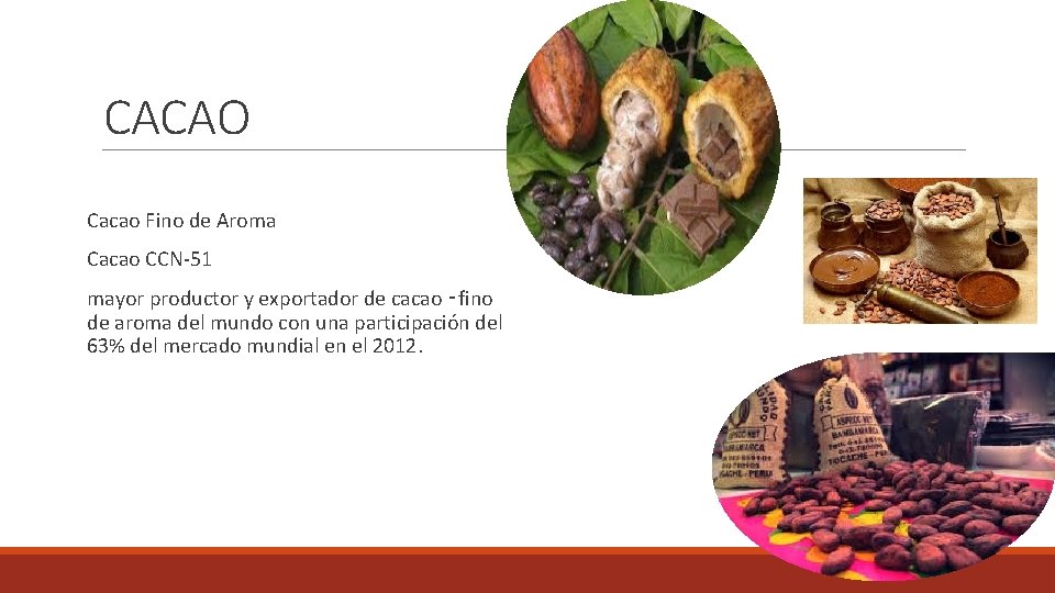 CACAO Cacao Fino de Aroma Cacao CCN 51 mayor productor y exportador de cacao