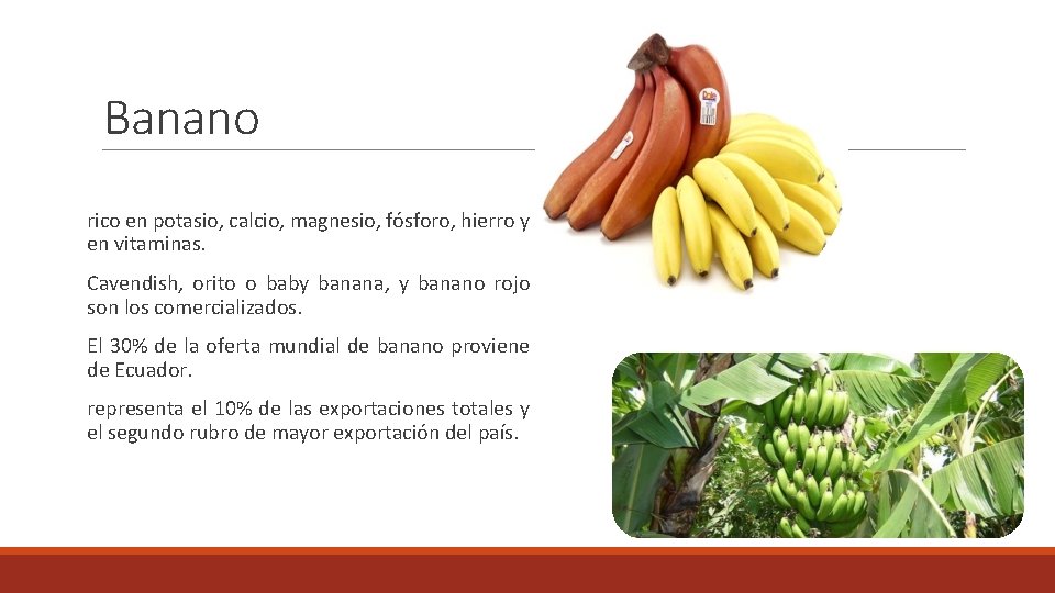 Banano rico en potasio, calcio, magnesio, fósforo, hierro y en vitaminas. Cavendish, orito o