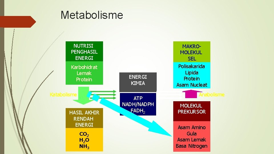 Metabolisme NUTRISI PENGHASIL ENERGI MAKROMOLEKUL SEL Karbohidrat Lemak Protein Polisakarida Lipida Protein Asam Nucleat