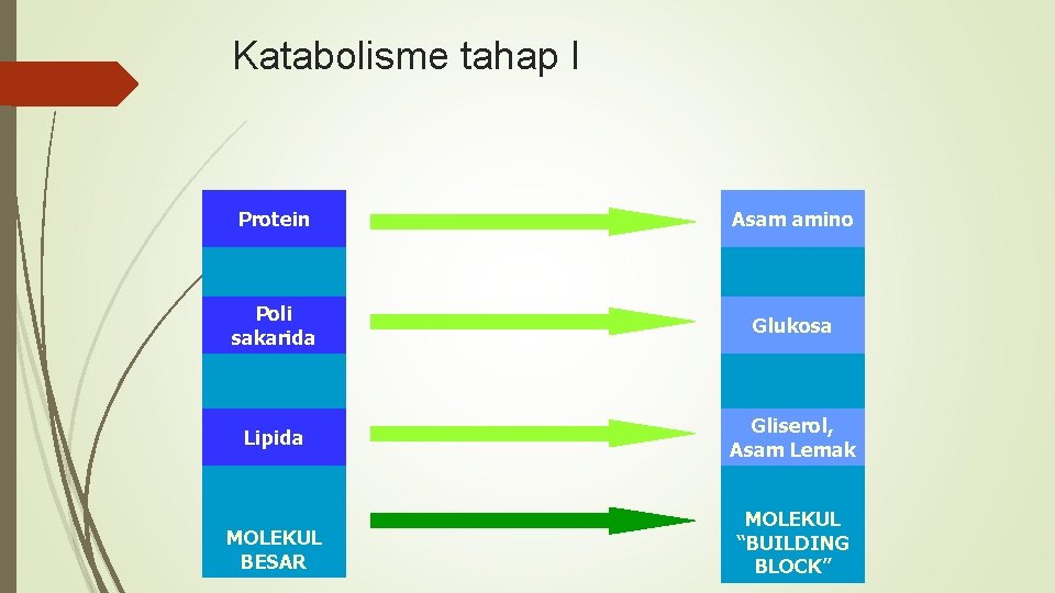 Katabolisme tahap I Protein Asam amino Poli sakarida Glukosa Lipida Gliserol, Asam Lemak MOLEKUL