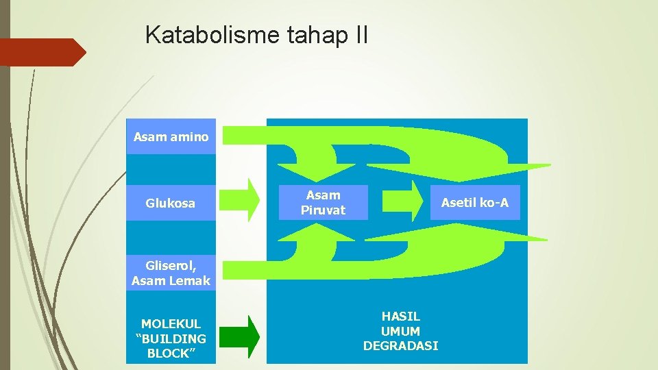 Katabolisme tahap II Asam amino Glukosa Asam Piruvat Asetil ko-A Gliserol, Asam Lemak MOLEKUL