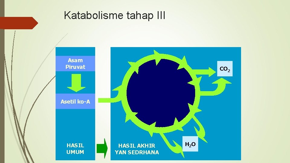 Katabolisme tahap III Asam Piruvat CO 2 Asetil ko-A HASIL UMUM HASIL AKHIR YAN