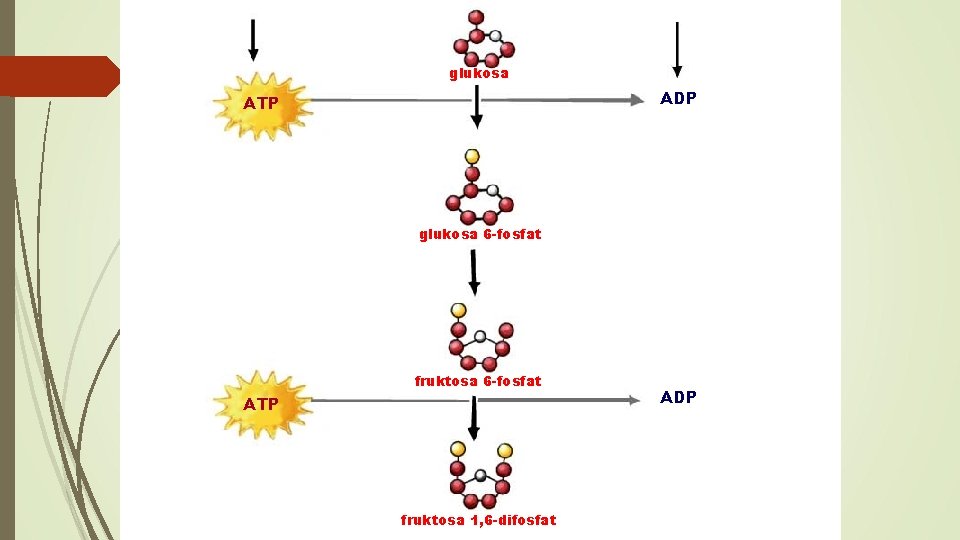 glukosa ADP ATP glukosa 6 -fosfat fruktosa 6 -fosfat ATP fruktosa 1, 6 -difosfat