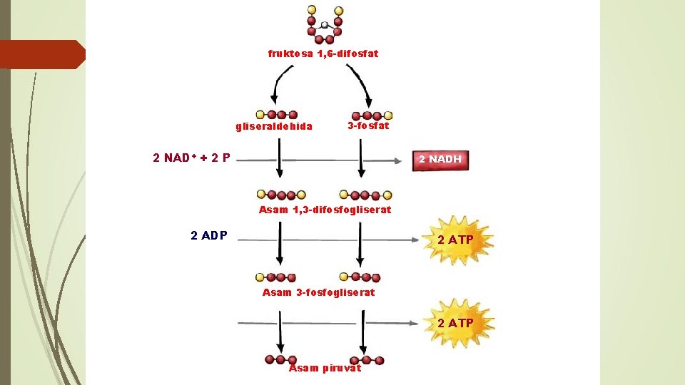 fruktosa 1, 6 -difosfat gliseraldehida 3 -fosfat 2 NAD+ + 2 P 2 NADH