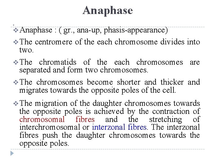 Anaphase � v Anaphase : ( gr. , ana-up, phasis-appearance) v The centromere of