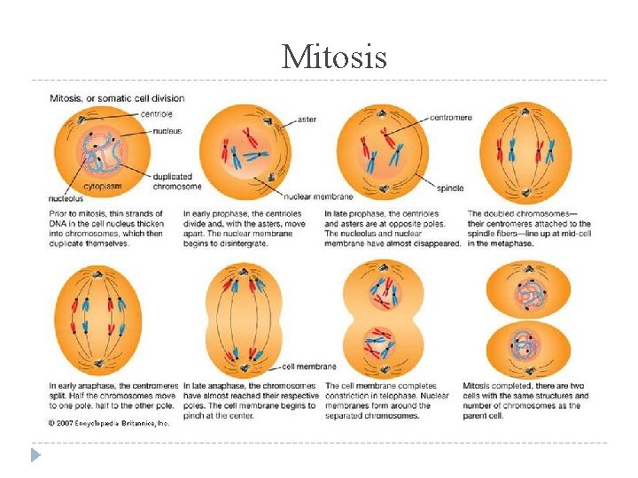  Mitosis 