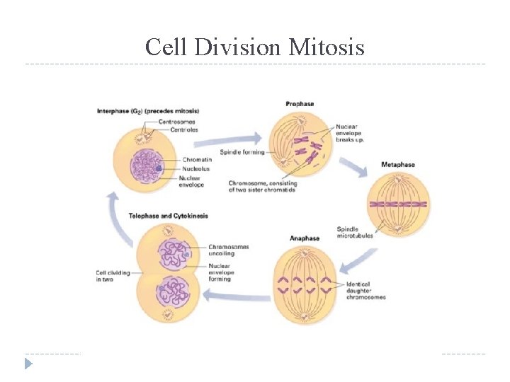 Cell Division Mitosis 