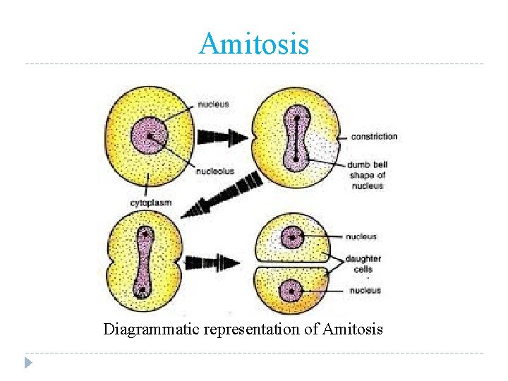 Amitosis Diagrammatic representation of Amitosis 