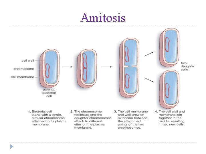 Amitosis 