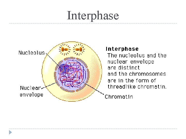 Interphase 