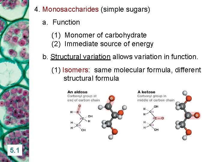 Chapter 5 Carbohydrates 5 1 SUGARS AS MONOMERS