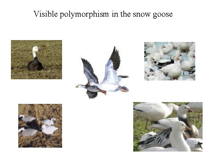 Visible polymorphism in the snow goose 