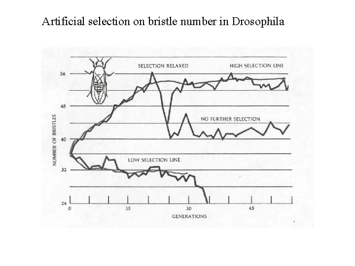 Artificial selection on bristle number in Drosophila 