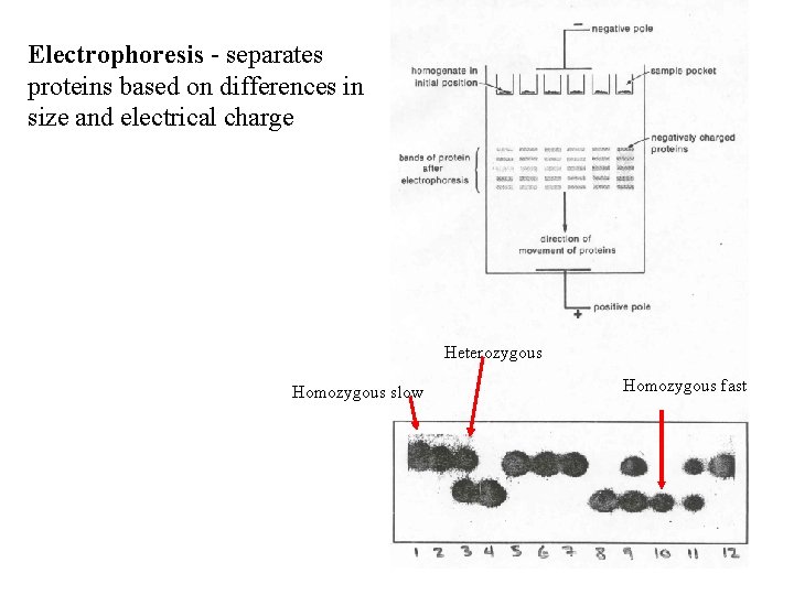 Electrophoresis - separates proteins based on differences in size and electrical charge Heterozygous Homozygous